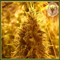 Dr Krippling Seeds Puff Puff Pass Out Feminized