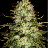 BlimBurn Seeds CR+ Feminized