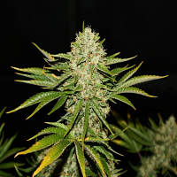 T.H.Seeds Wreckage Feminized
