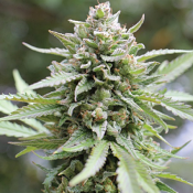 Lemongrass - Feminized - Humboldt Seed Company