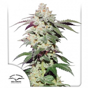 Skywaker Haze - Feminized - Dutch Passion