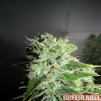 Green Label Seeds Frosty Kush Feminised