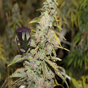 Purple Caper-Luxor's Kwazulu - Feminized - THCV Luxor Range