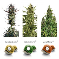 Dutch Passion Seeds Colour Mix #6 Auto Feminized