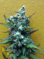 Breaking Buds Seeds Big Whoop Auto Feminized