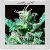 Blimburn Seeds Blimburn Bcn Range Wildly White Feminized