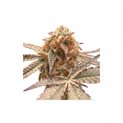 Purple OG Punch - Feminized - Super Sativa Seed Club
