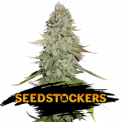 GG. - Feminized - Seed Stockers