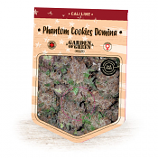 Phantom Cookies Domina - Feminized - 2023 Cannabis Seed Collection