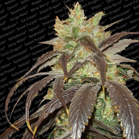 Paradise Seeds Spoetnik Feminized