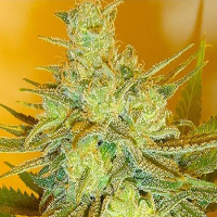Lady Sativa Genetics Seeds Exodus Fuel Regular