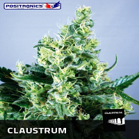 Positronics Seeds Claustrum Feminized