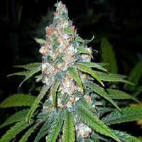 Lady Sativa Genetics Seeds OrangeNesia Regular