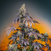 Red Gorilla Girl XL Auto - Feminized - Sweet Seeds