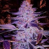 Purple Caper Seeds Forbidden Zkittlez Regular