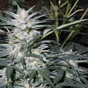Sagarmatha Seeds Star Ryder Auto Feminized