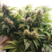 Wicked Widow - Feminized - Bulk Seeds Premium