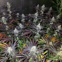 Purple Caper Seeds Indoor Mix Regular