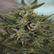 OG Kush CBD - Feminized - Medicann