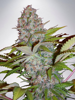Ministry of Cannabis Seeds - Auto Cheese NL (was Auto Cream NL) - Feminized