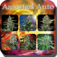 Buddha Seeds Assorted Auto Mix Feminized