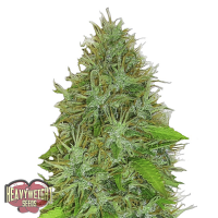 Heavyweight Seeds 2 Fast 2 Vast Auto Feminized