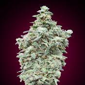 Cherry Pie - Feminized - Advanced Seeds