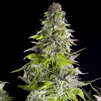 Romulan - Feminized - Pyramid Seeds