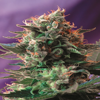 Sweet Seeds Jack 47 F1 Fast Version Feminized