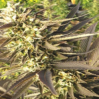 Medicann Trainwreck Feminized