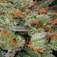T.H.Seeds Auto Bubblegum Feminized