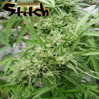 Flash Seeds Muay Thai Super Auto Feminized