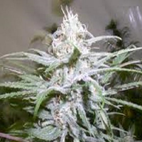 Next Generation Seeds Grapeskunk Regular
