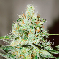 Delicious Seeds Jägg Kush Feminized