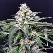 Amazon Auto - Feminized - R-Kiem Seeds