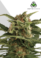 Auto Seeds Auto Pounder Feminised
