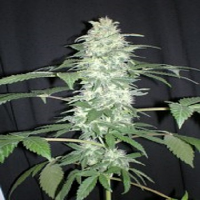Seedism Seeds Killa-Watt Feminized