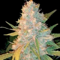 Genehtik Seeds Azken Indika (L.U.I.) Regular