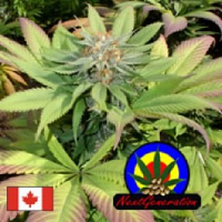 Next Generation Seeds Blueberry Punch Regular