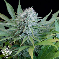 G13 Labs Seeds Peach Puree CBD Feminized