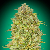 Skunk 47 - Feminized - Advanced Seeds