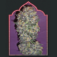 OO Seeds Chocolate Kush Feminized
