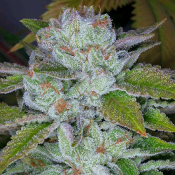 Face On Fire - Regular - Archive Seedbank