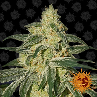 Barneys Farm Seeds Afghan Hash Plant Regular