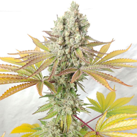 Ultra Genetics Seeds Sour Grape Widow Feminized