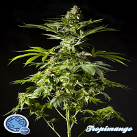 Philosopher Seeds Tropimango Feminized
