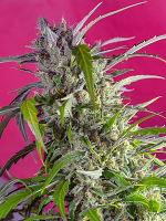 Sweet Seeds Crystal Candy Auto Feminized