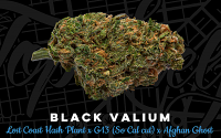 Top Shelf Elite Seeds Black Valium Feminized