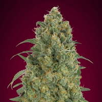 Auto Strawberry Gum - Feminized - Advanced Seeds