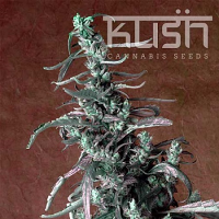 Kush Cannabis Seeds Haze Kush Feminized